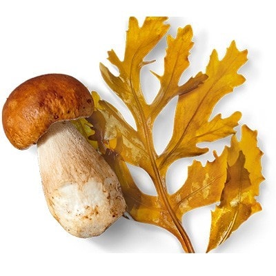 Steinpilz und Seetang als Zutaten der Knorr Professional Umami Bouillon