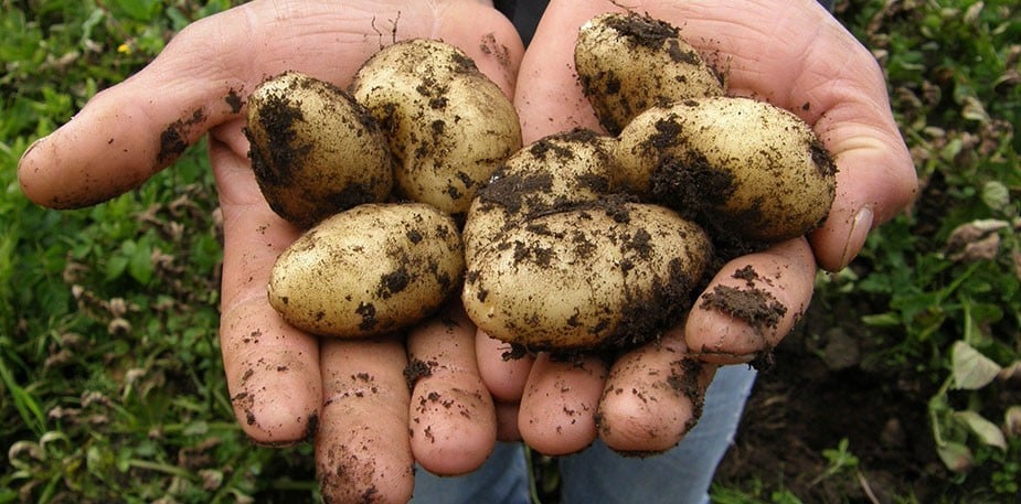 Nachhaltige Kartoffeln, größtenteils aus Österreich