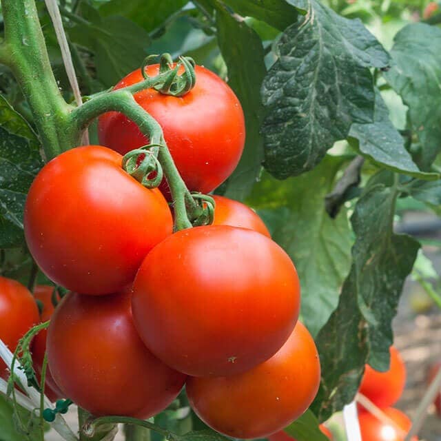 Einsatz nachhaltiger Rohstoffe