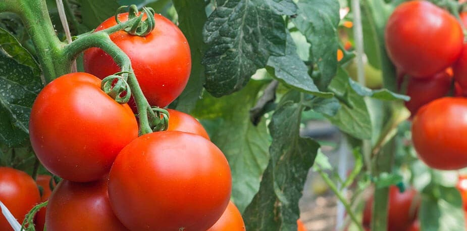 Einsatz nachhaltiger Rohstoffe